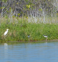 Cattle Egret and Black-necked Stilts